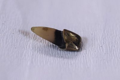 Từ chiếc răng ở công viên Lê Thị Riêng đến hành trình tìm tên liệt sĩ