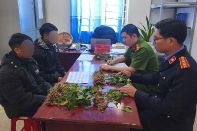 Tuyên án kẻ trộm 100 cây sâm Ngọc Linh