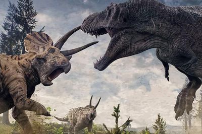 T. rex đấu Triceratops: Ai chiến thắng trong trận chiến 66 triệu năm trước?
