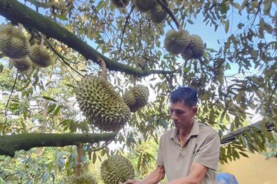 Đấu giá sầu riêng tại vườn: Bất ngờ về loại A