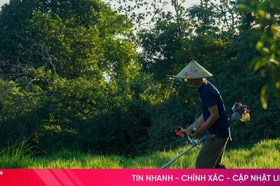 Khi cỏ trở thành cây trồng có giá trị kinh tế