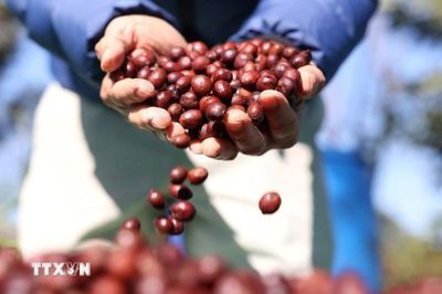 Biến động trên thị trường nguyên liệu làm thay đổi thói quen tiêu dùng càphê