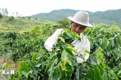 Quảng Ngãi: Thay đổi tư duy sản xuất, mở hướng thoát nghèo cho đồng bào vùng cao