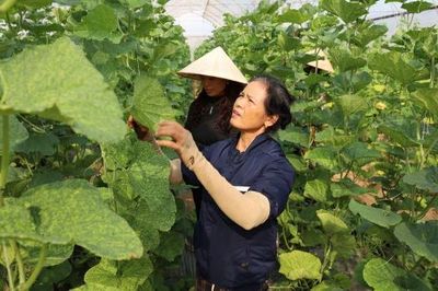 Xây dựng nền nông nghiệp hiện đại, đáp ứng yêu cầu phát triển đô thị