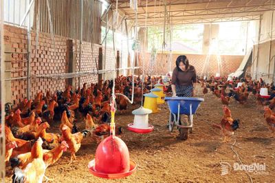 Chăn nuôi kỳ vọng tiếp tục tăng trưởng tốt