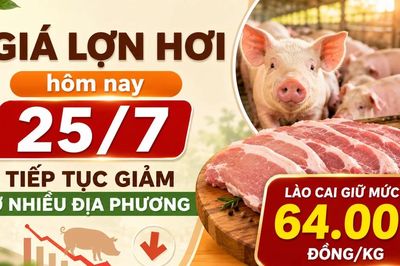 Giá lợn hơi hôm nay 25/7: Tiếp tục giảm ở nhiều địa phương, Lào Cai giữ mức 64.000 đồng/kg