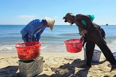 Mùa ghẹ xanh ở Vinh Thanh Đông