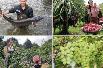 Lào Cai: An toàn nông lâm thủy sản bắt đầu từ văn hóa sản xuất và trách nhiệm cộng đồng