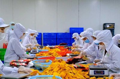 Xuất khẩu nông sản sang EU Doanh nghiệp phải quản trị rủi ro từ đầu vụ