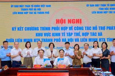 Bó rau Ba Chữ và hành trình sang Bắc Ninh