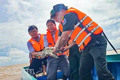 Thả cá thể vích quý hiếm nặng 7,5 kg về biển