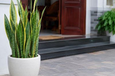 Hiểu đúng về cây lưỡi hổ: Cách trồng, chăm sóc và ý nghĩa phong thủy cần biết