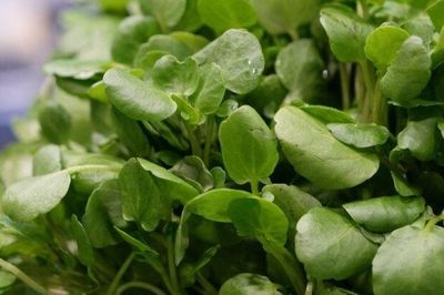 Cây rau nước Mỹ chấm '10 điểm' được bán đầy chợ từ 10.000 đ/kg, trồng 45 ngày cho thu hoạch, thành đặc sản tốt cho sức khỏe