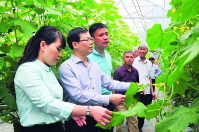 Rời phố về quê làm nông nghiệp - Một hành trình lập nghiệp mới