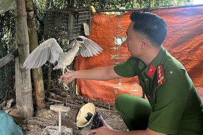 Kiểm tra đột xuất nhà dân, công an phát hiện nuôi, nhốt trái phép động vật hoang dã