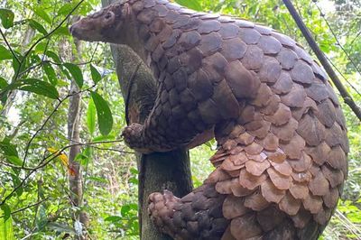 Ít ai biết loài động vật quý hiếm này tưởng chỉ biết bò nhưng lại leo trèo rất giỏi