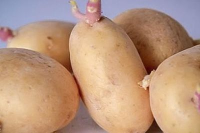 Vì sao ăn khoai tây mọc mầm có thể gây tử vong?