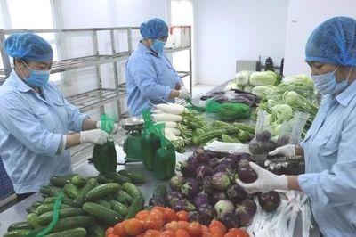 Sản xuất rau an toàn gắn với chế biến, tiêu thụ sản phẩm