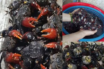 Đặc sản cáy mật vào mùa, giá tới 220.000 đồng/kg vẫn hút khách
