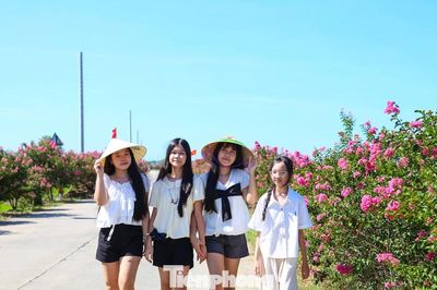 Giới trẻ đổ về 'săn' mùa tường vi hồng giữa lòng Đà Nẵng