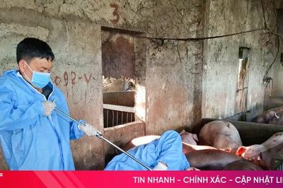 Triển khai đồng bộ các giải pháp phòng, chống dịch bệnh gia súc, gia cầm