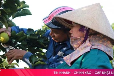Trồng cam hữu cơ - xu hướng tất yếu của nông nghiệp Hà Tĩnh