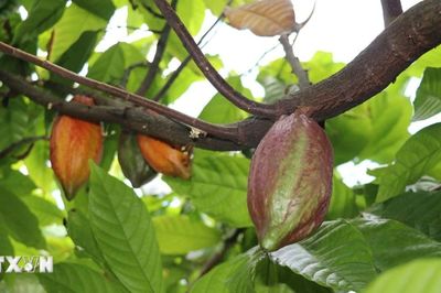 Vì sao sôcôla vẫn đắt dù giá cacao giảm mạnh?