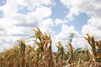 AfDB cảnh báo 'siêu' El Nino có thể khiến châu Phi thiệt hại 20 tỷ USD