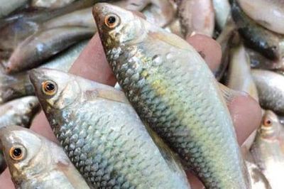 Loài cá có cái tên ai nghe cũng phải hỏi lại, đặc sản chinh phục thực khách khó tính bằng hương vị khó kiếm