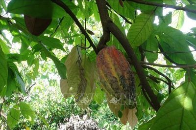 Vì sao sôcôla vẫn đắt dù giá ca cao giảm mạnh?
