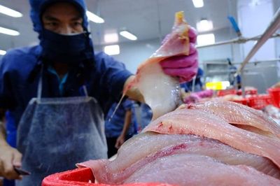 Cá tra khó 'bơi' sang Mỹ