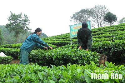 Đổi mới và nâng chất lượng vùng nguyên liệu OCOP