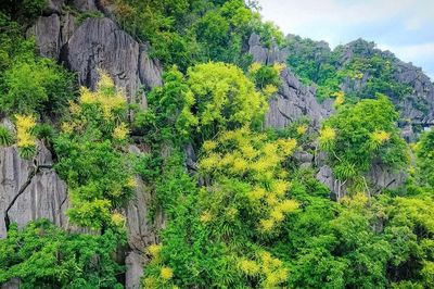 Hạ Long mùa hoa phất dụ núi