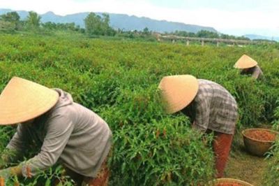 Ớt cay mà... ngọt