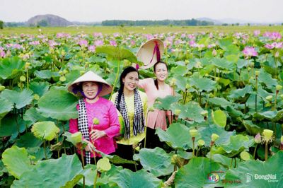 Về Phú Hòa mùa sen nở, lúa trải vàng