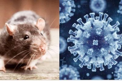 Tổ chức Y tế Thế giới công bố hết dịch Hanta virus trên tàu du lịch