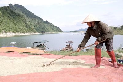 Tân Lĩnh được mùa lúa trên diện tích tận dụng khi nước hồ rút