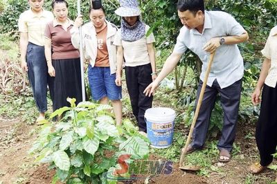 Phát triển cà phê gắn với bảo vệ rừng, đáp ứng tiêu chuẩn xuất khẩu
