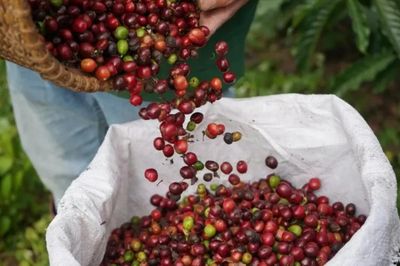 Ngày 26/7: Giá cà phê trong khoảng 95.300 - 96.000 đồng/kg, hồ tiêu neo ở mức cao