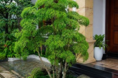 3 vị trí tốt nhất để trồng cây đinh lăng