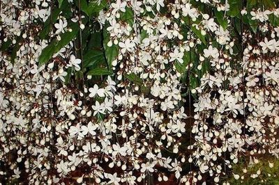 3 cây cảnh quý tộc giúp chiêu tài, rước lộc: Nhà giàu rất thích trồng