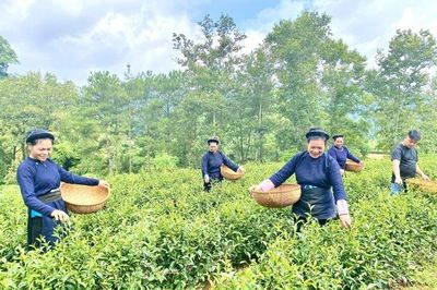Kinh tế tập thể - Đòn bẩy phát triển nông thôn miền núi