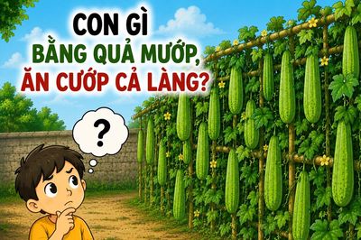Con gì vừa bằng quả mướp, ăn cướp cả làng?
