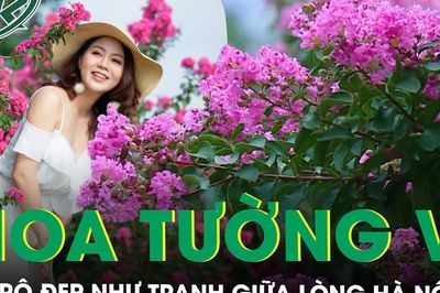 Con đường hoa tường vi đẹp như tranh giữa Hà Nội vào mùa nở rộ, ai đi qua cũng phải ngoái nhìn