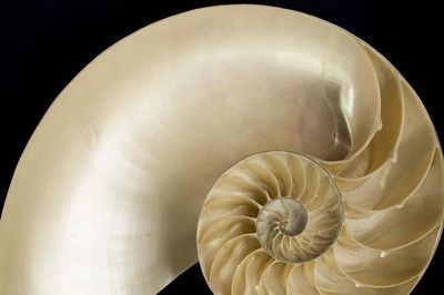 Tiết lộ sốc: Đường xoắn Fibonacci có thật sự xuất hiện khắp vũ trụ?