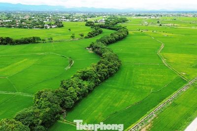 Khám phá rừng cây 'báu vật' 500 năm tuổi không ai dám chặt phá ở Huế