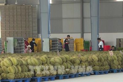 Xuất khẩu sầu riêng khởi sắc nhưng vẫn chịu áp lực giảm giá