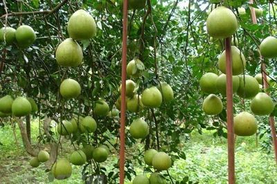 Đồng Nai chi hơn 70 tỷ đồng hỗ trợ liên kết sản xuất nông nghiệp