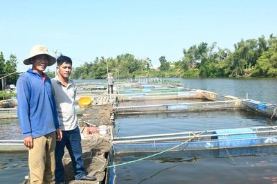 Sắp xếp lại nghề nuôi cá trong lồng bè