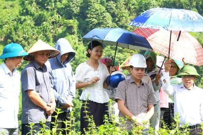 Võ Lao đánh giá mô hình khảo nghiệm cây nhân trần
